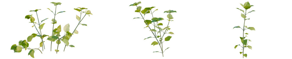 Fototapeta premium Stellaria media tree, elevation, front view, cutout, transparent background, isolate, Close-up of green leaves branch on a stem, a natural element for botanical and organic designs.