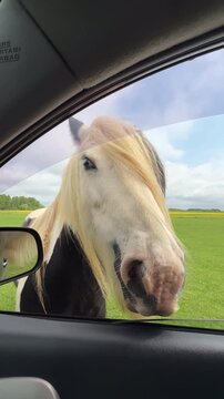 Close-up of a tourist hand feeding a fluffy Gypsy Vanner horse through an open car window at a safari park or wildlife reserve, domestic travel and adventure concept
