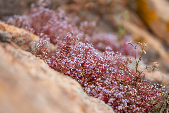 Small pink flowers, Red saxifrage in Sardinia (Saxifraga, Sedum caeruleum) growing on a rock face