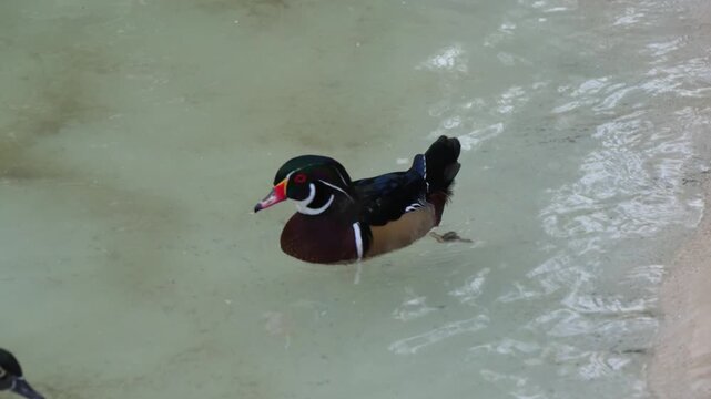 The image displays a male Wood Duck (scientific name Aix sponsa), a highly recognizable perching duck found in North America.