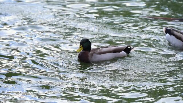 The bird shown is a Mallard, specifically a male in breeding plumage.