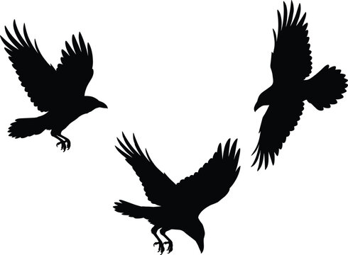 Black silhouette illustrations of three crows or ravens in flight showing dynamic wing positions and motion in vector artwork