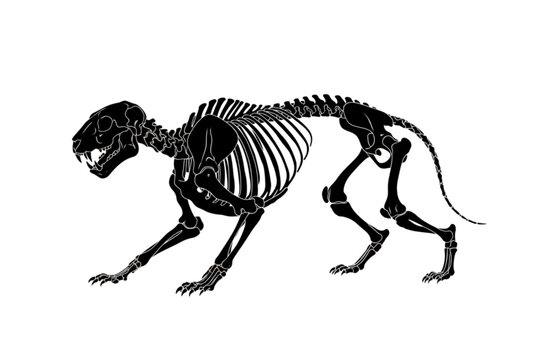 Jaguar Skeleton Anatomy: A detailed illustration of a jaguar's skeletal structure, showcasing its powerful and agile build, perfect for scientific and educational purposes.