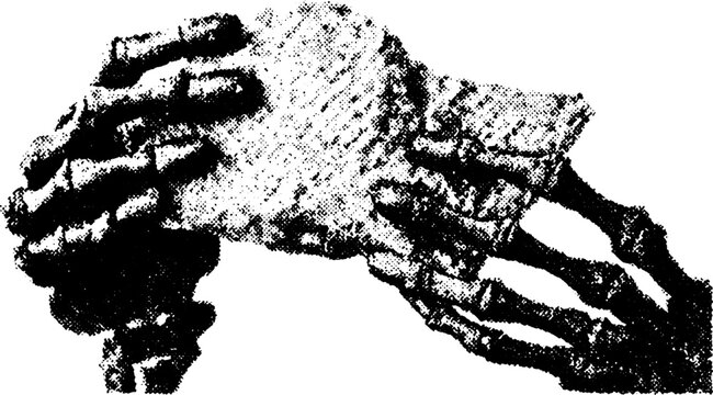 Illustration of a skeleton hand in black and white. Simple vector set focusing on anatomical details for educational purposes.