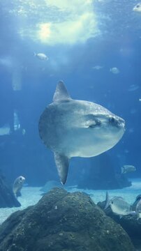 Underwater shot of an ocean sunfish (Mola mola) swimming in deep blue water. Rare marine wildlife scene captured in a clear ocean environment.
