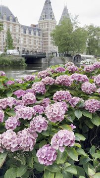 Vibrant pink hydrangea bushes bloom in the foreground as the camera tilts up to reveal a scenic city canal view. The iconic historic building and a bridge stand under a cloudy blue sky in summer.
