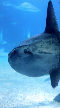 Underwater shot of an ocean sunfish (Mola mola) swimming in deep blue water. Rare marine wildlife scene captured in a clear ocean environment.