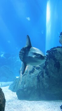 Underwater shot of an ocean sunfish (Mola mola) swimming in deep blue water. Rare marine wildlife scene captured in a clear ocean environment.