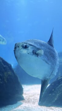 Underwater shot of an ocean sunfish (Mola mola) swimming in deep blue water. Rare marine wildlife scene captured in a clear ocean environment.