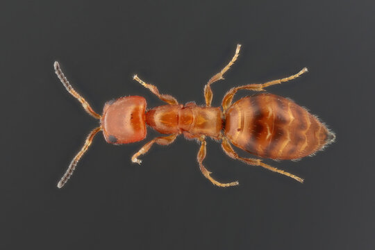 Cephalonomia gallicola, parasitoid wasp in the family Bethylidae. Parasitoid of the Cigarette Beetle, Lasioderma serricorne. Wingless adult insect lying on its back. An adult wingless insect 