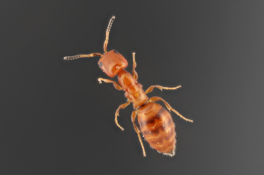 Cephalonomia gallicola, parasitoid wasp in the family Bethylidae. Parasitoid of the Cigarette Beetle, Lasioderma serricorne.