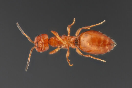 Cephalonomia gallicola, parasitoid wasp in the family Bethylidae. Parasitoid of the Cigarette Beetle, Lasioderma serricorne. Wingless adult insect lying on its back.