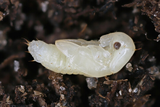 Pupa from the side of Carpophilus dimidiatus, the cornsap beetle, is a species of sap-feeding beetle in the family Nitidulidae. Pest feeding on most fruits and vegetables.