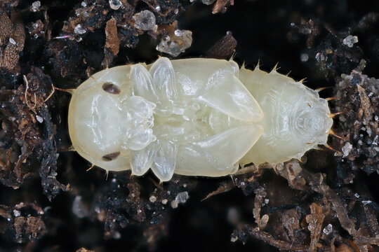 Pupa on the back of Carpophilus dimidiatus, the cornsap beetle, is a species of sap-feeding beetle in the family Nitidulidae. Pest feeding on most fruits and vegetables.