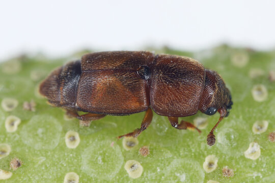Adult insect of Carpophilus dimidiatus, the cornsap beetle, is a species of sap-feeding beetle in the family Nitidulidae. Pest feeding on most fruits and vegetables.