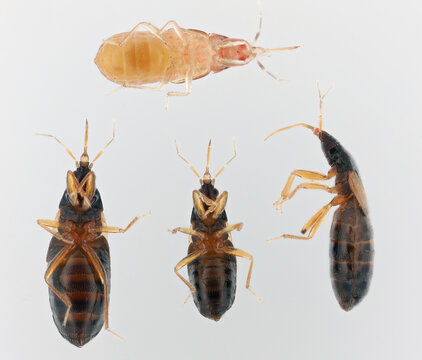 Adults and larvae, viewed from the ventral side of Xylocoris flavipes, the warehouse pirate bug, Anthocoridae family. Predator, a natural enemy of pests in food storage facilities.
