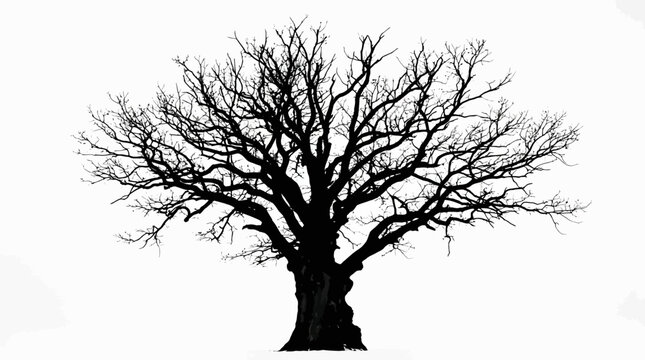 Single large dark silhouette of an ancient leafless deciduous oak tree with spreading branches isolated on a plain white studio photography background