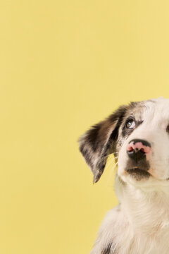 A puppy dog looks at camera in closeup studio portrait. Bright colors and soft fur create cheerful commercial pet photography composition.