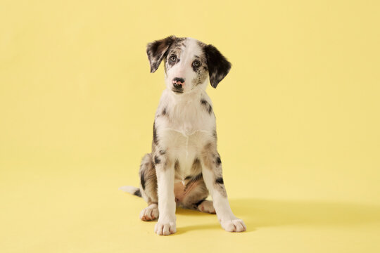 puppy looks directly at camera in studio portrait. Yellow background and merle coat create clean commercial pet photography mood.
