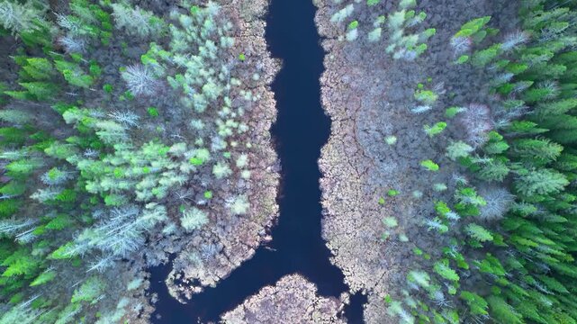 Wilderness marsh river top down, a striking overhead aerial drone view showing a dark, winding stream cutting between dense green and pale frosted evergreen forests.