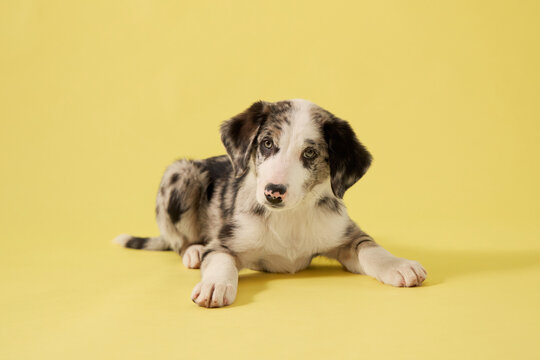 A puppy dog rests calmly on a yellow studio background. Soft posture and minimal composition create cozy commercial pet photography mood.