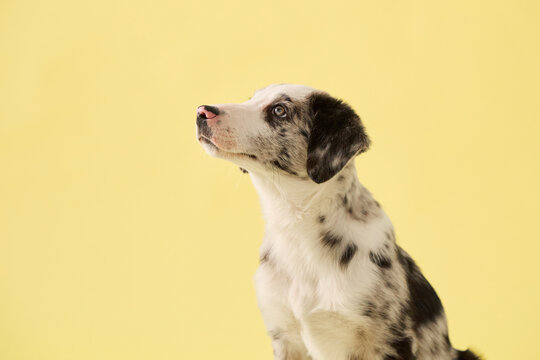 puppy looks directly at camera in studio portrait. Yellow background and merle coat create clean commercial pet photography mood.