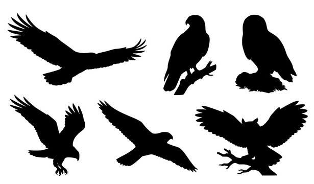 Majestic Raptor Bird Silhouette Vector Bundle Featuring Eagles Hawks Falcons and Owls