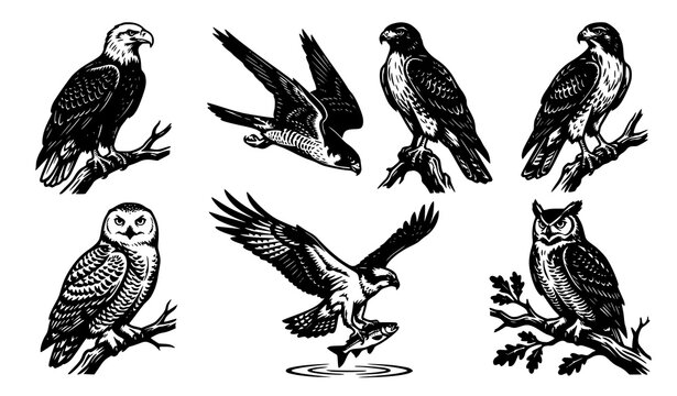 Majestic Birds of Prey Silhouette Vector Bundle with Eagle Hawk Falcon and Owl Designs