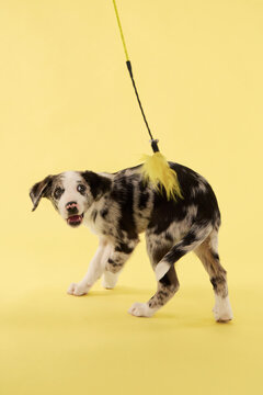 A puppy dog walks across a bright studio background. Dynamic movement creates energetic commercial pet photography atmosphere.