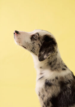puppy looks directly at camera in studio portrait. Yellow background and merle coat create clean commercial pet photography mood.