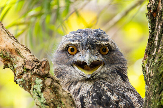 Tawnt Frogmouth in Singapore Zoo