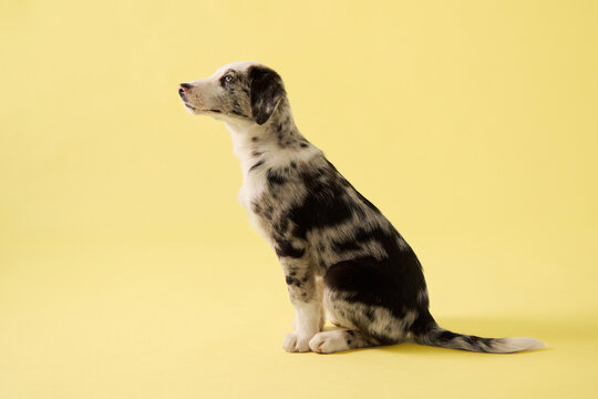 puppy looks directly at camera in studio portrait. Yellow background and merle coat create clean commercial pet photography mood.