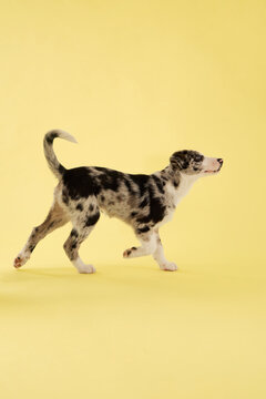 A puppy dog walks across a yellow studio background. Minimal composition and playful posture create modern commercial pet photography style.