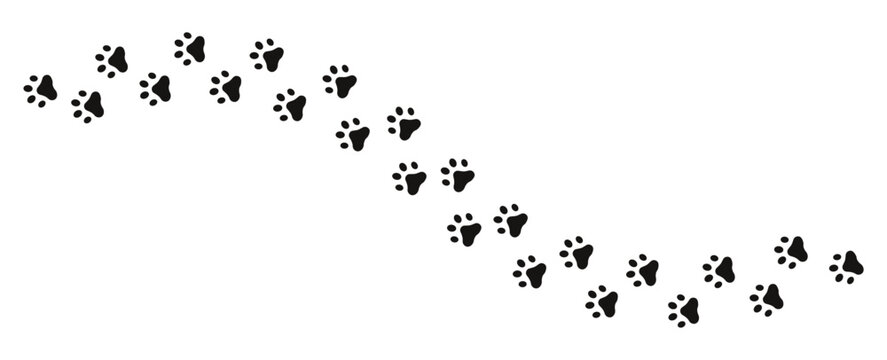 Paw print trail path for pet tracking, animal footsteps and dog cat paw marks design. vector illustration