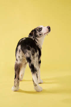 A puppy dog looks upward in a colorful studio setup. Bright yellow background creates cheerful modern pet photography mood.