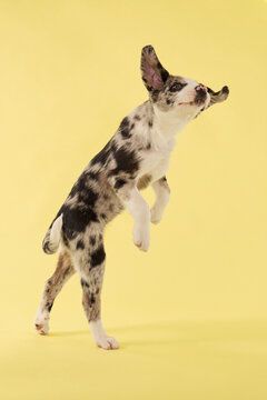 A puppy dog leaps in a colorful studio setup. Bright lighting and playful movement create lively commercial pet photography atmosphere.