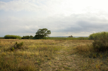 Fototapeta premium Coastal nature and wild vegetation landscape in Canet-en-Roussillon, South of France