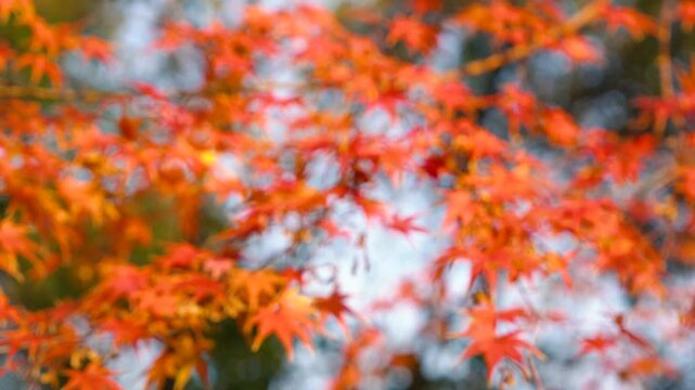 Soft Red Maple Leaves in Autumn