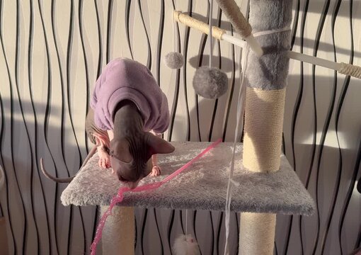 Playful Sphynx Cat Playing Indoors &ndash; Hairless Cat Funny Activity Video
Adorable Sphynx cat playing actively indoors. Curious hairless cat having fun, moving, jumping, and exploring home environment. 