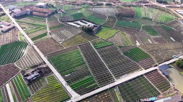 Aerial View of Patchwork Vegetable Fields in Rural Village