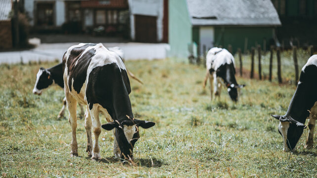 Black and white cattle feeding on green meadow grass near farm buildings, rural livestock scene with soft focus background and summer countryside atmosphere
