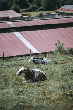 Brown and white cow lying in tall grass beside red metal farm roofs, peaceful livestock scene with selective focus and warm rural summer atmosphere