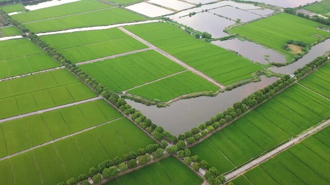 Green rice fields and fish ponds in rural agricultural landscape