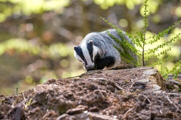 A european badger looks for food in the forest. A eurasian badger in the nature habitat. Wildlife scene with a european badger. Meles meles © Monikasurzin
