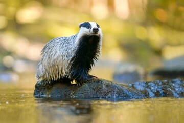 A badger stands on a stone protruding from a forest stream..  A eurasian badger in the nature habitat. Wildlife scene with a european badger. Meles meles © Monikasurzin
