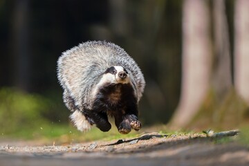 A eurasian badger runs along a forest path towards the photographer. A eurasian badger in the nature habitat. Wildlife scene with a european badger. Meles meles © Monikasurzin