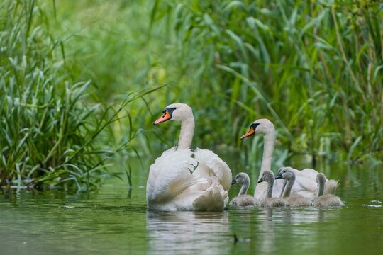 A pair of mute swans swims in the river with five of their chicks.. Mute swans in the nature habitat. Cygnus olor