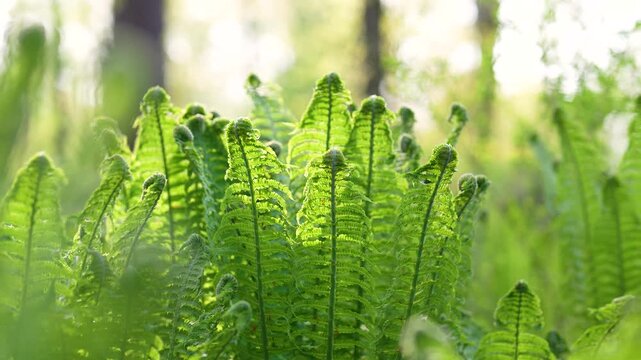 Green wild fern with twisted young curl leaves swaying on breeze in spring forest, park. Blurred background.