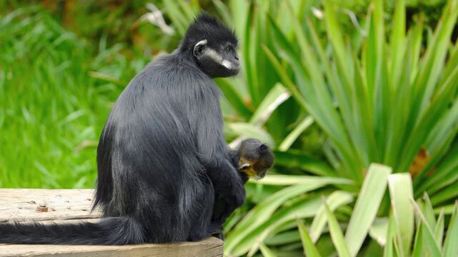 Black Monkey with Baby in Tropical Foliage