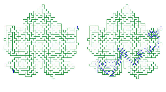 Leaf-shaped maze design with solved path on white background  